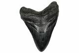Fossil Megalodon Tooth - South Carolina #332066-1